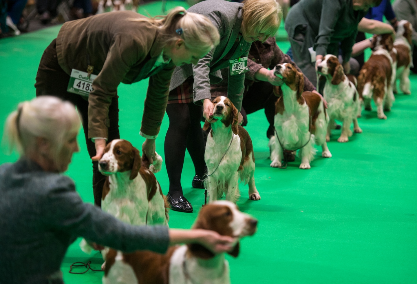 Crufts 2019