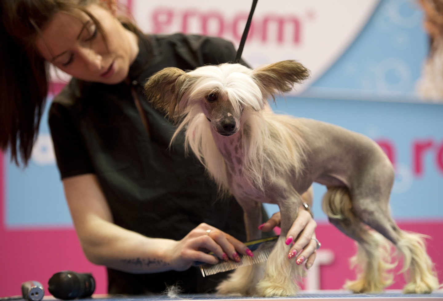 Crufts 2019