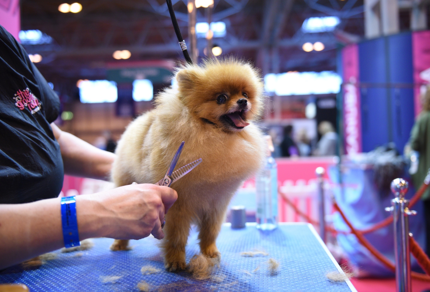 Crufts 2019