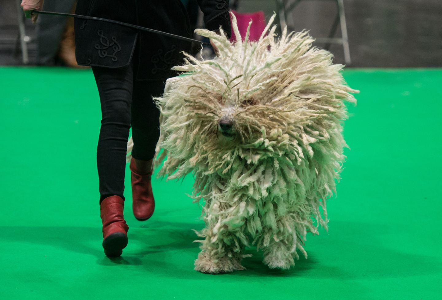 Crufts 2019