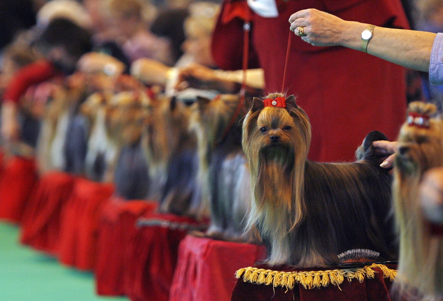 Crufts 2019