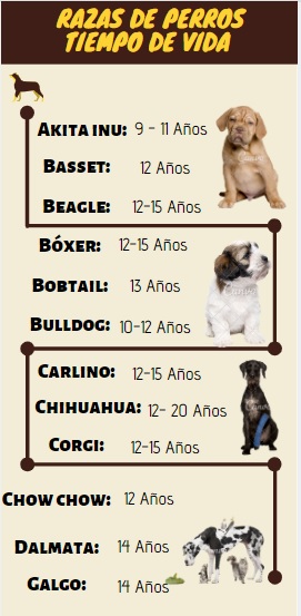 Perro