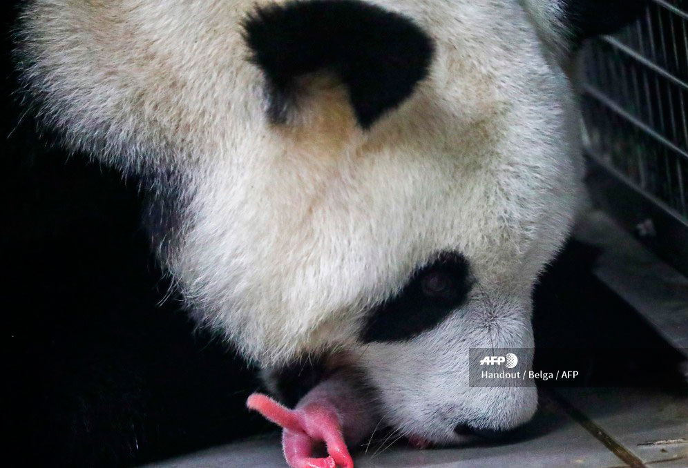Nacen dos pandas gigantes gemelos en Bélgica