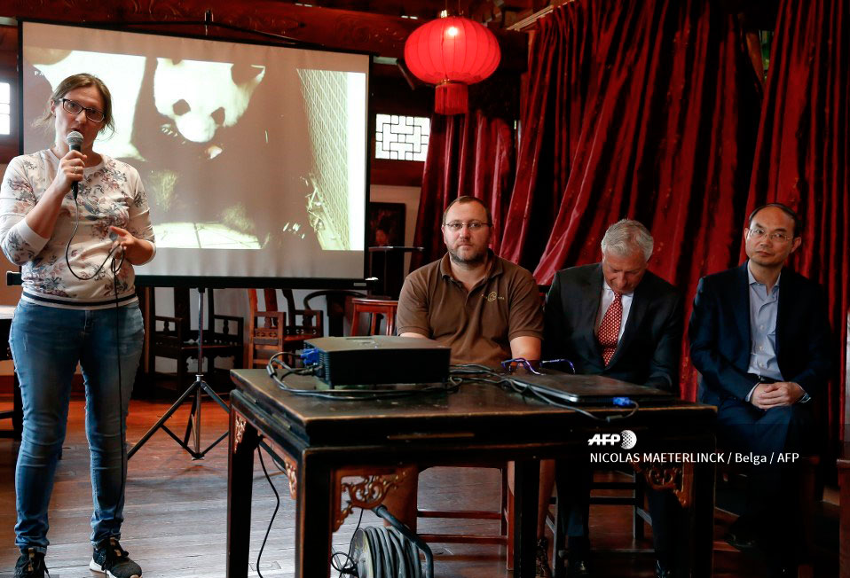 Nacen dos pandas gigantes gemelos en Bélgica