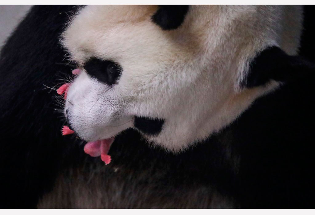 Nacen dos pandas gigantes gemelos en Bélgica