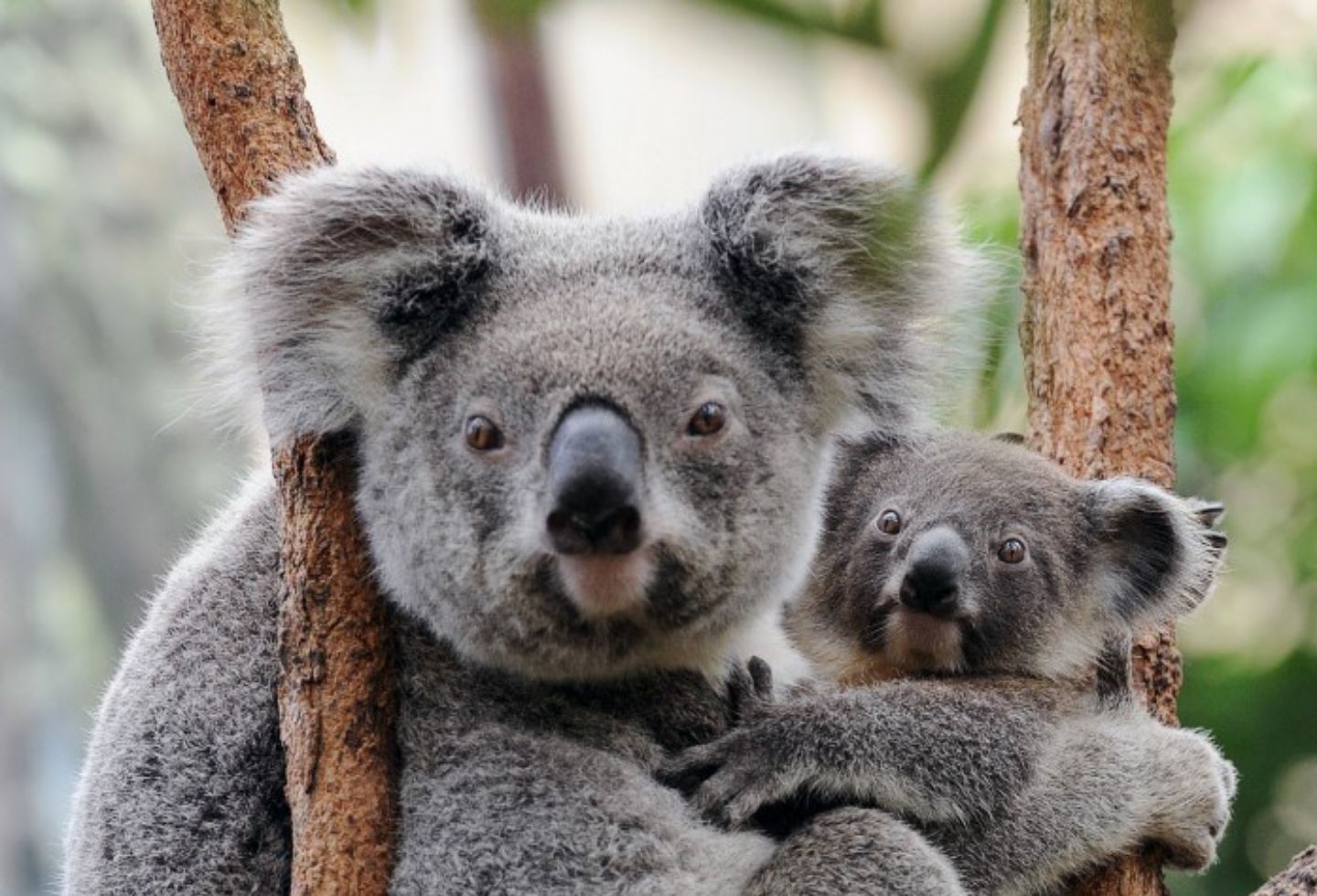 Koalas australianos