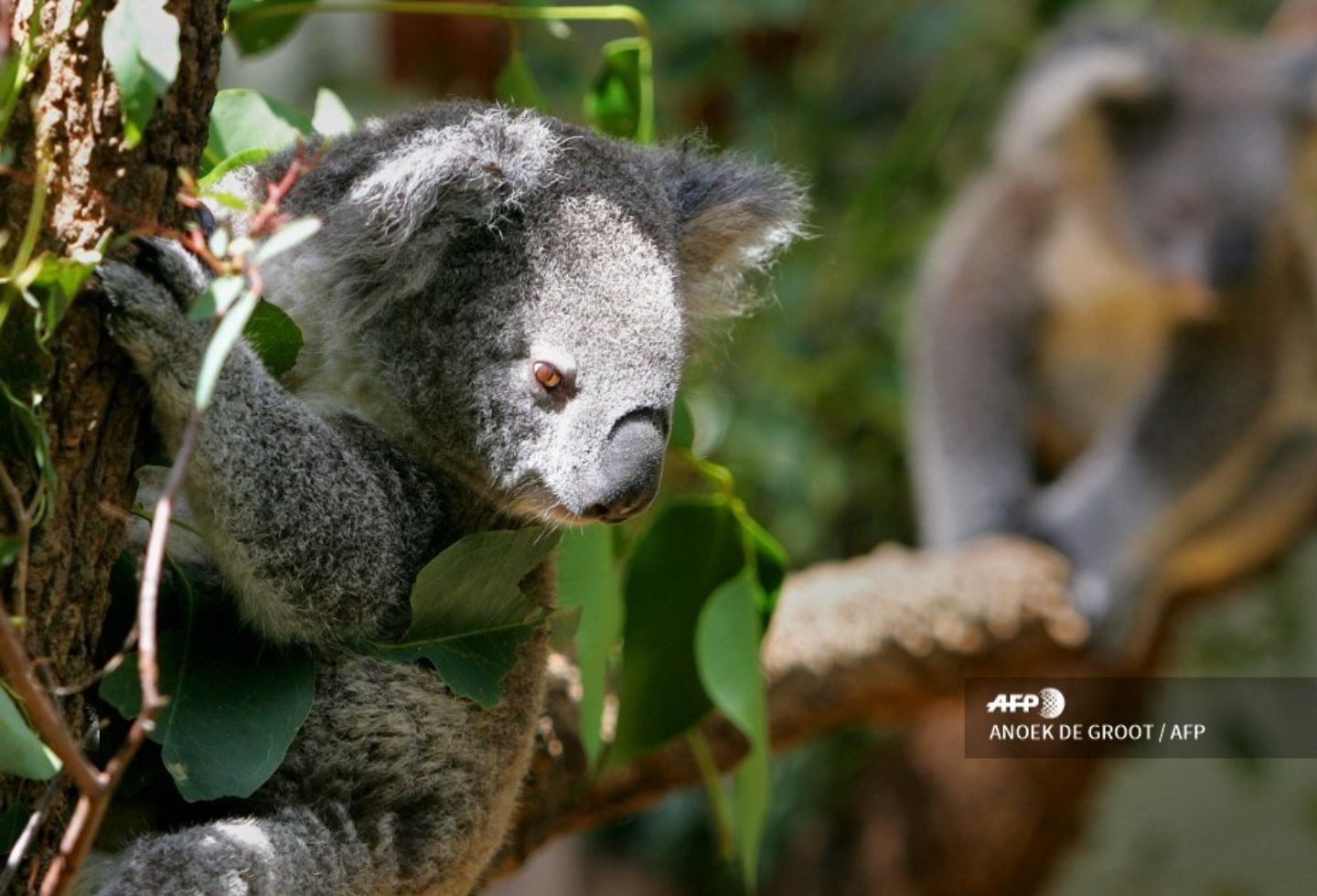 Koalas australianos