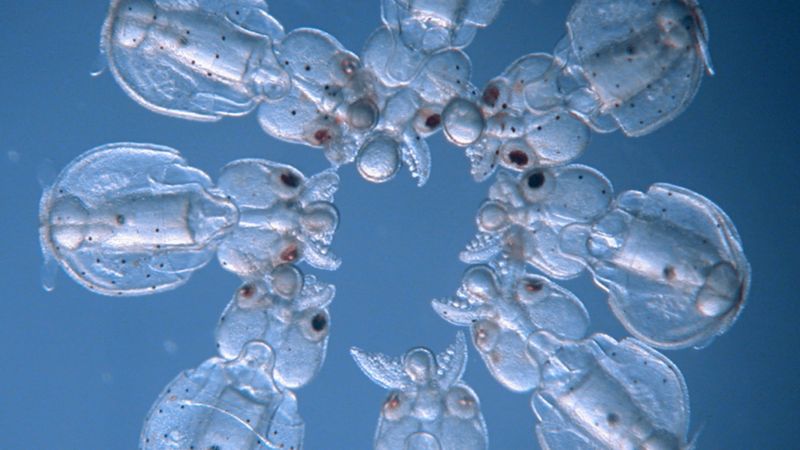 Calamares transparentes