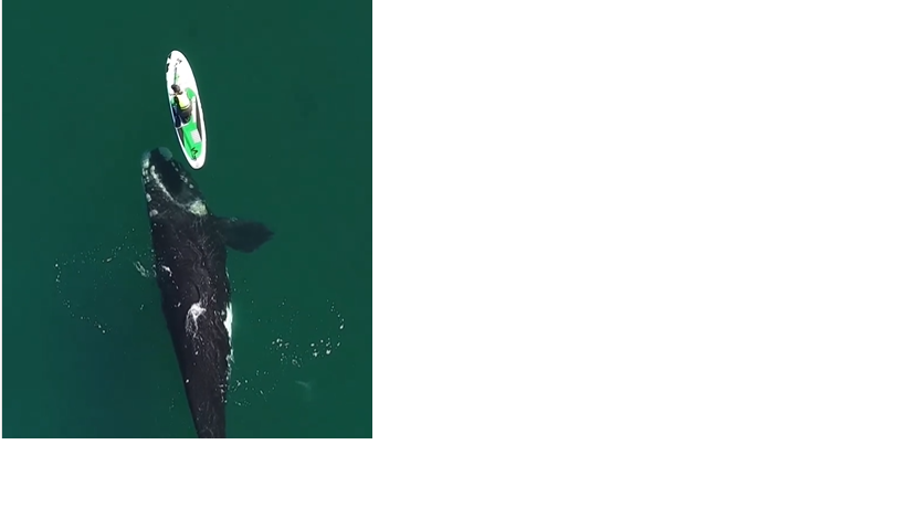 Ballena