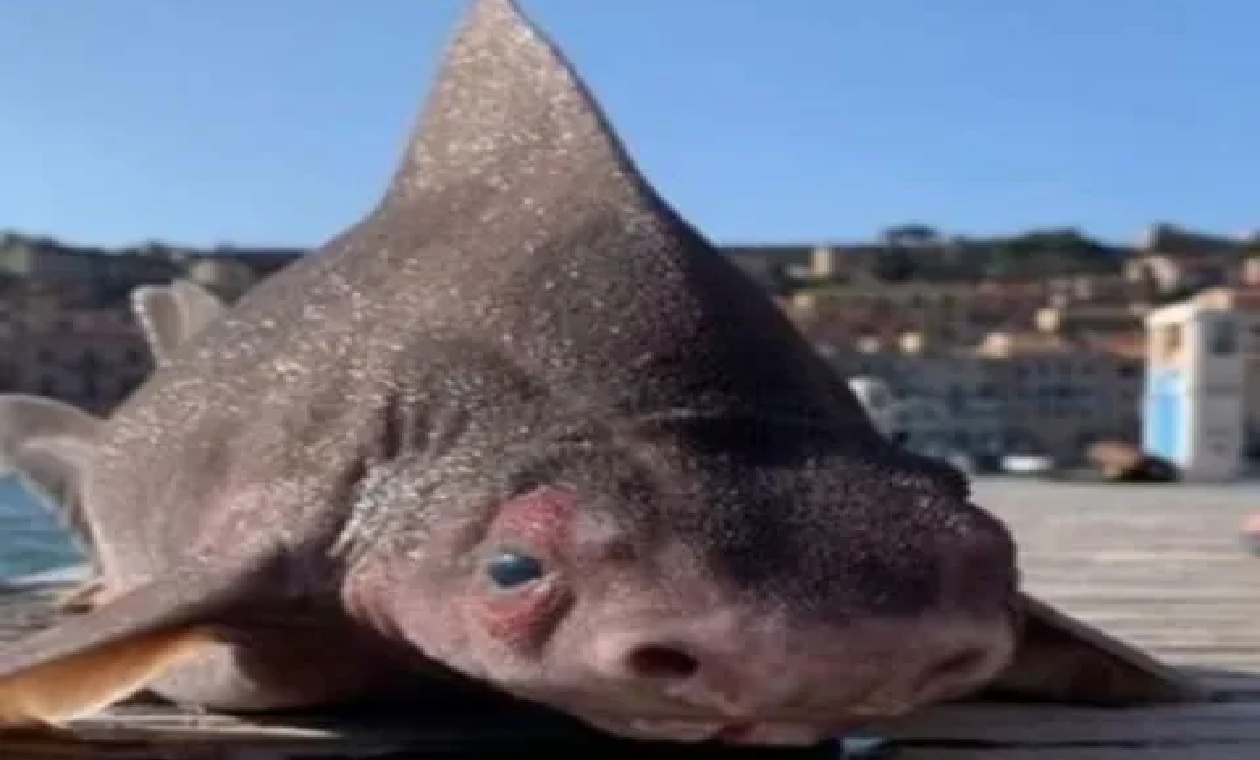 Tiburón cerdo