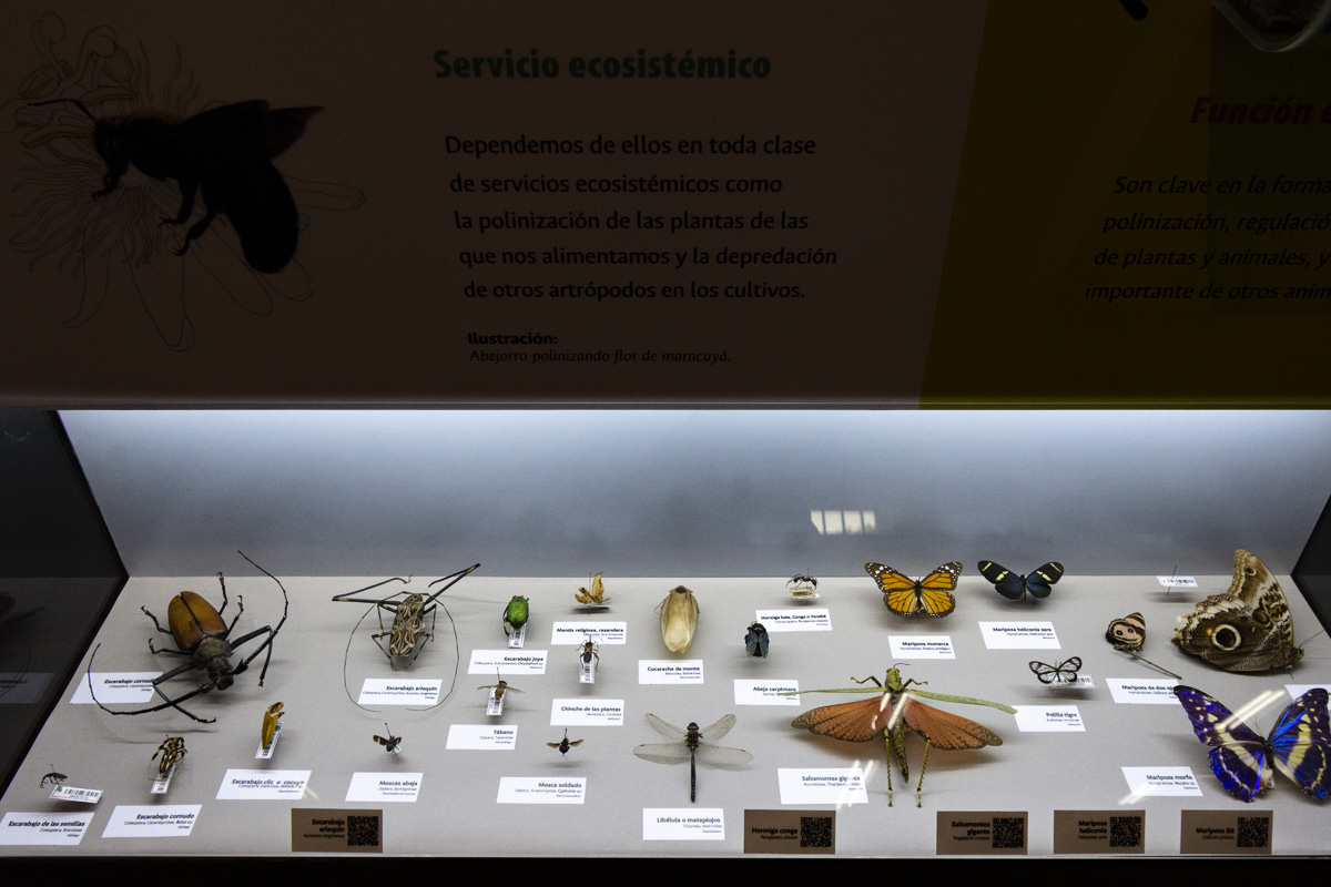 Exposición para espantar el miedo a las arañas y otros artrópodos