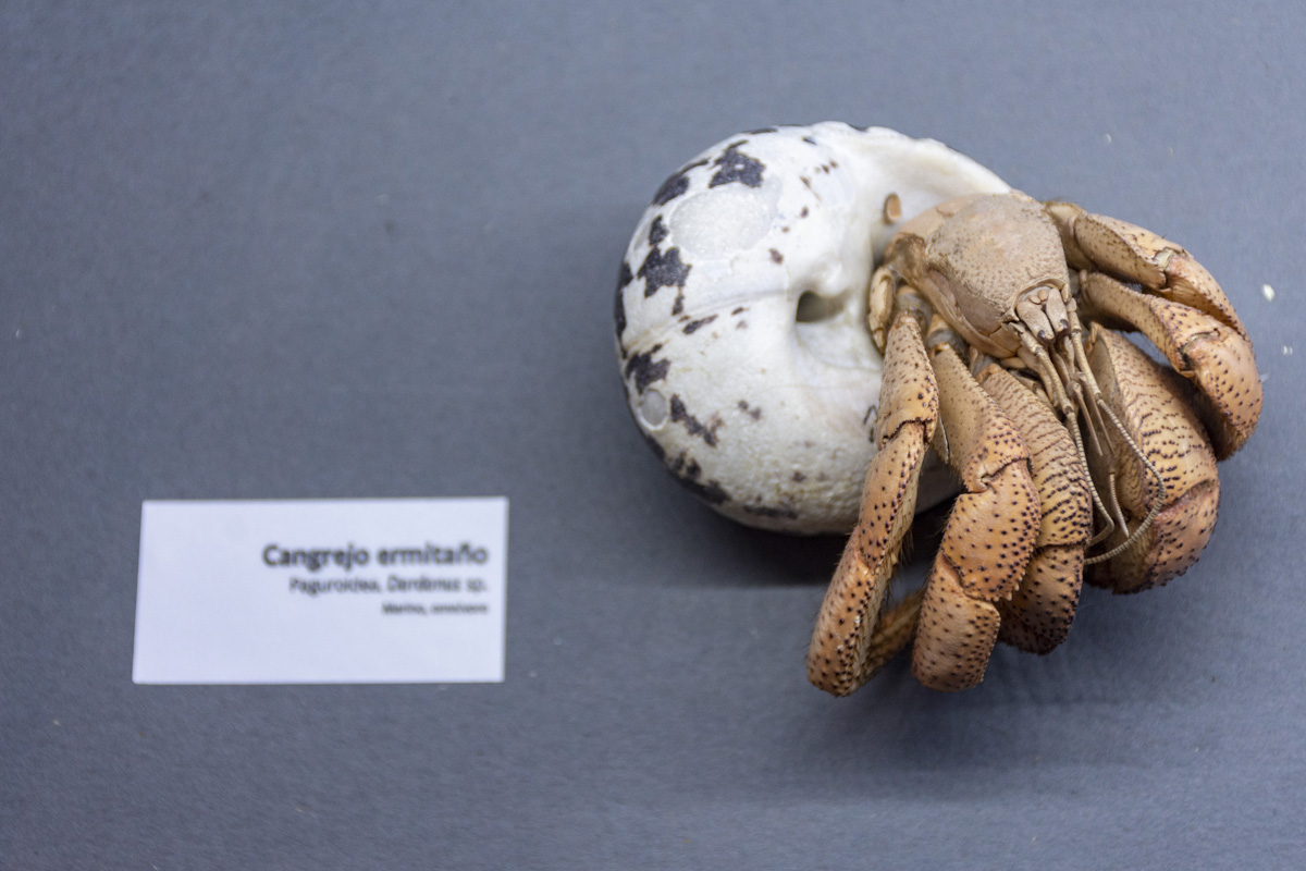 Exposición para espantar el miedo a las arañas y otros artrópodos