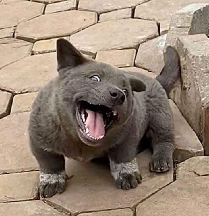 Dui el perro foca