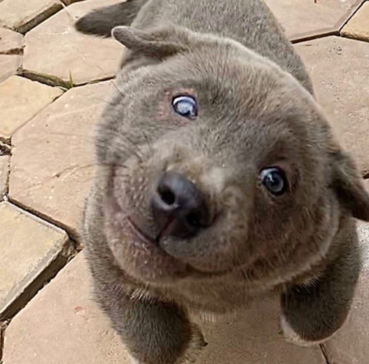 Dui el perro Foca