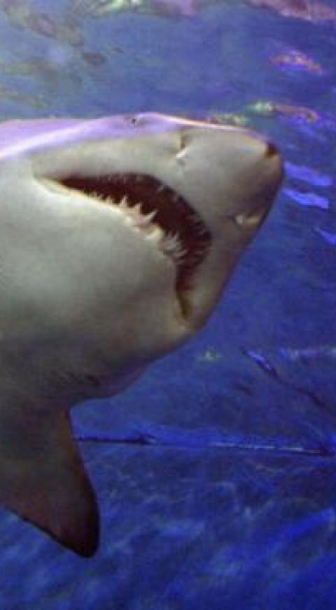 Tiburón