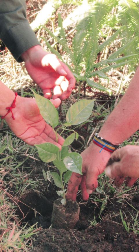 Siembra de árboles en Las Gachas