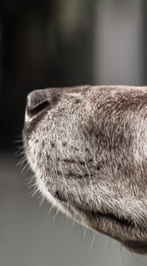 Perro