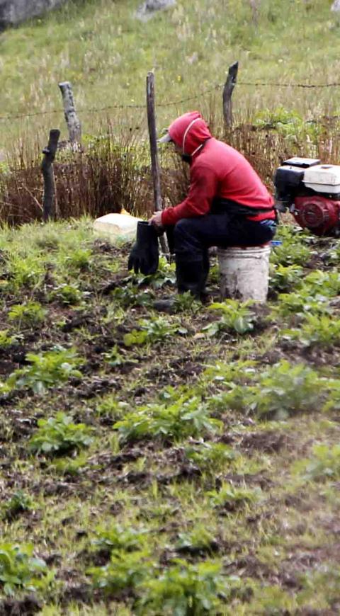 CAMPO COLOMBIANO/AGRICULTURA EN COLOMBIA/CAMPESINOS