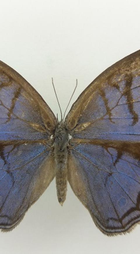 Mariposa (Caeruleuptychia sinchi).
