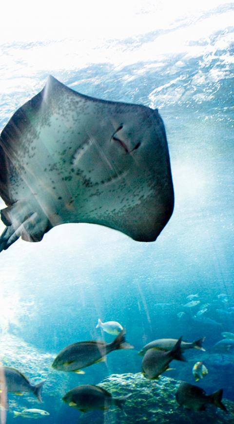 Mantarraya