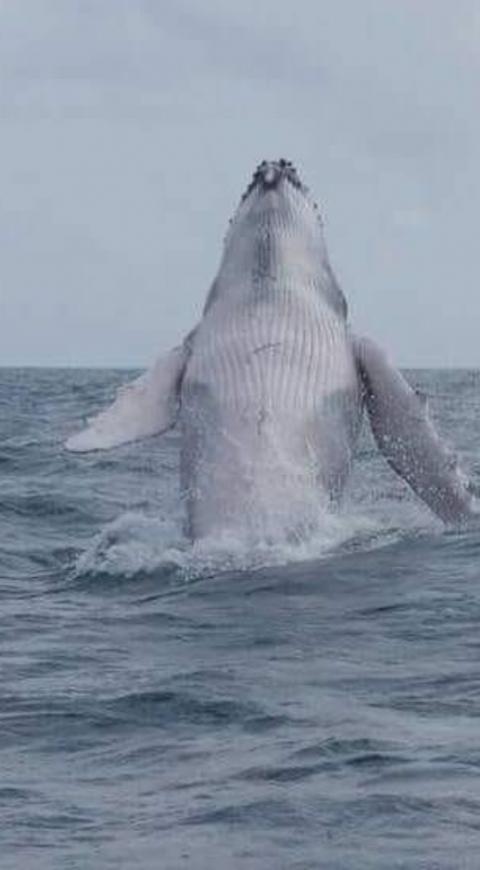 Ballena Jorobada