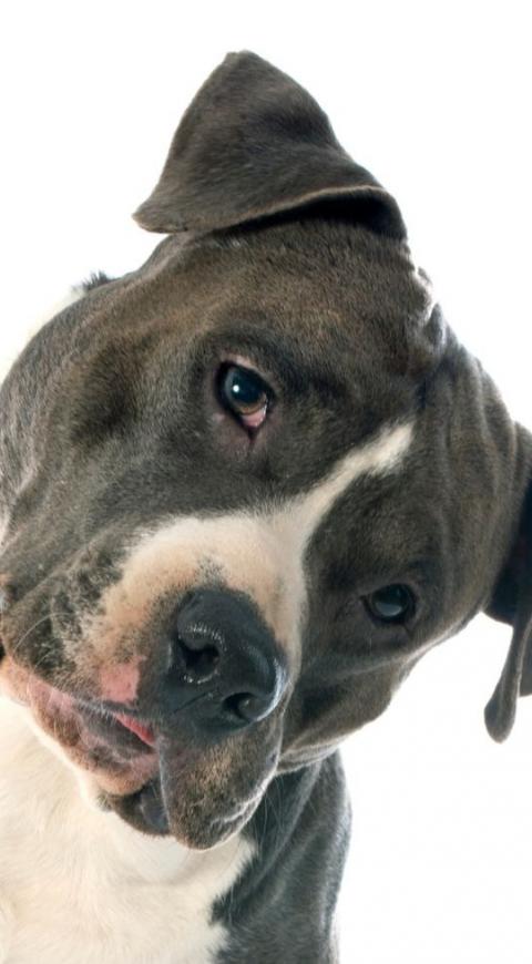 Perro pitbull. Imagen de ilustración