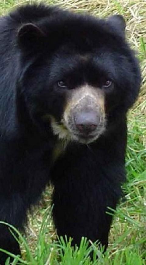 Oso Andino.