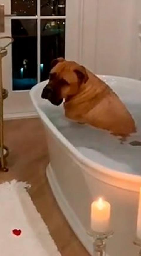 Perro arruina sorpresa