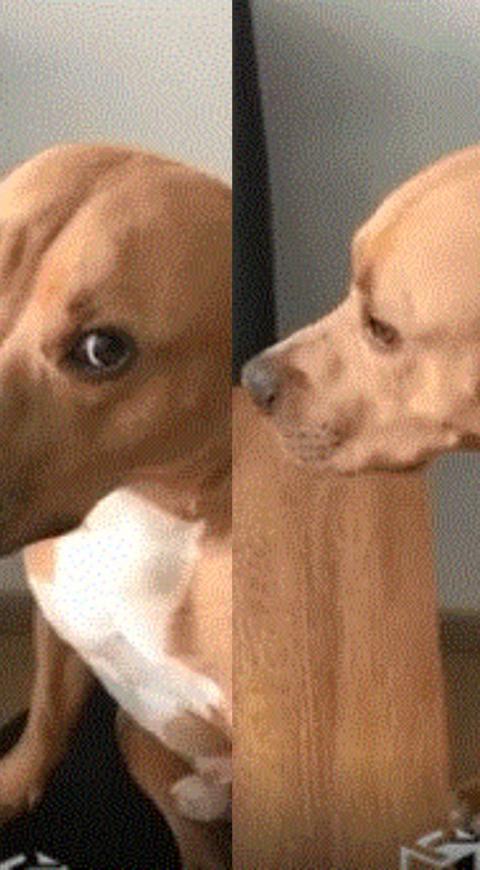 El regaño a ‘Magnus Antonio’, el perrito desobediente, que se hizo viral