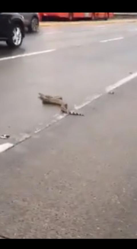Boa constrictor