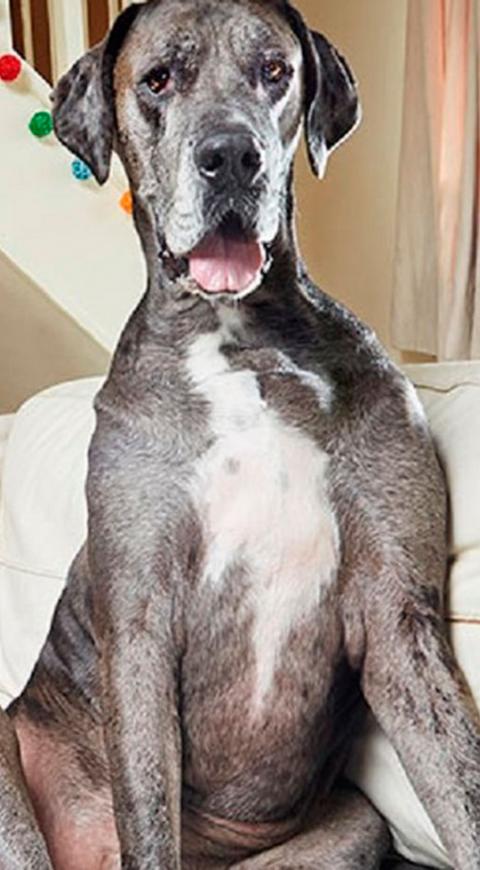 Freddy, el perro más grande del mundo