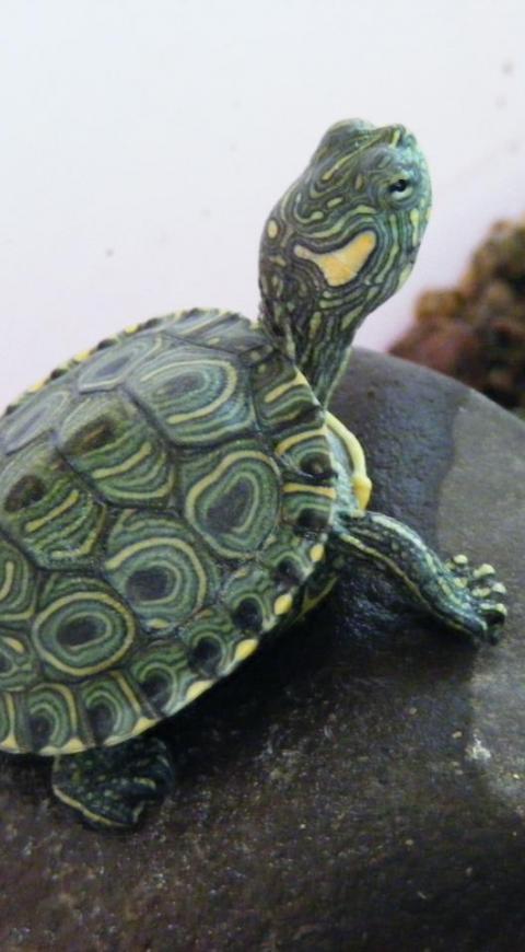 Especies recuperadas - Tortuga