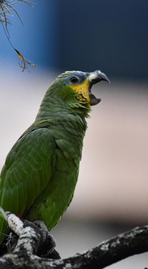 Loro verde amazónico
