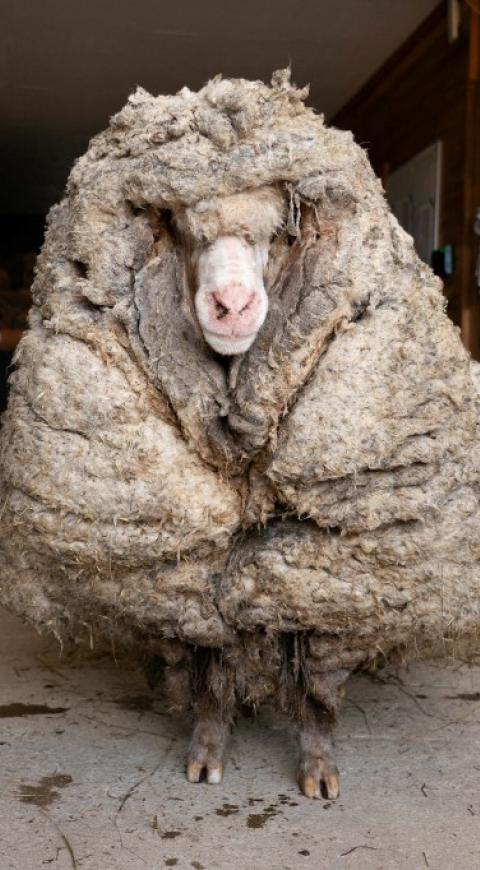 Oveja con 35 kilos de lana
