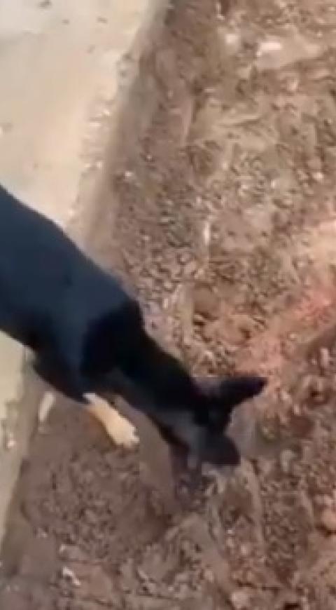 Perro delata caleta de su amo narcotraficante