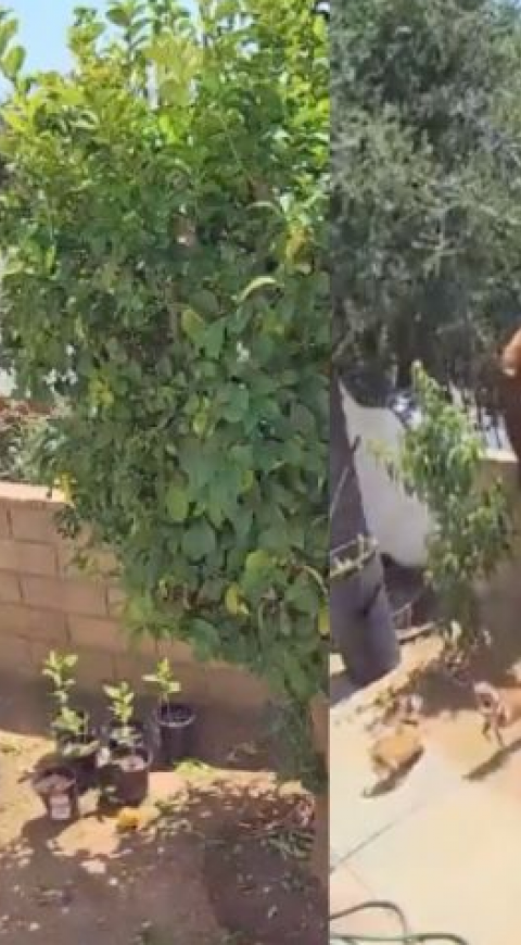 Mujer salva a sus perros de un oso