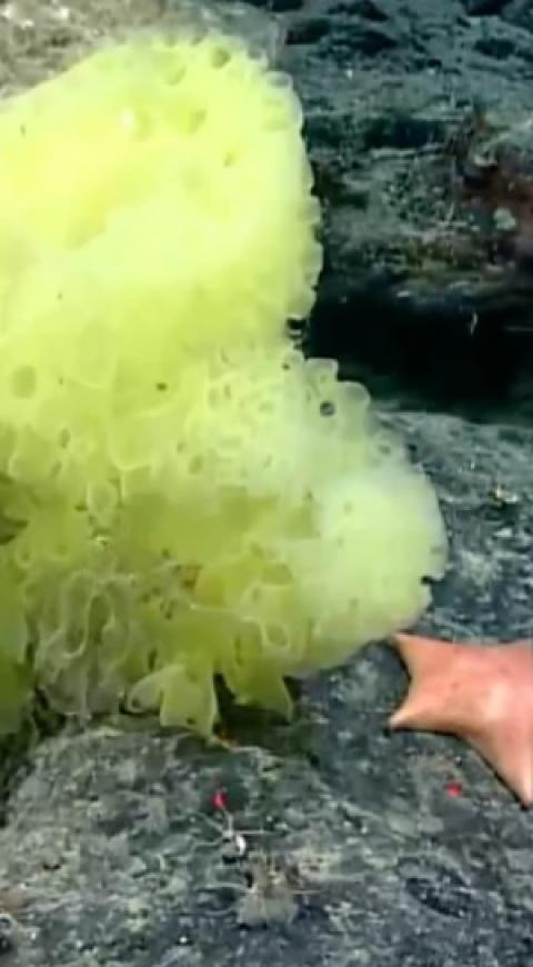 Bob esponja y patricio vida real