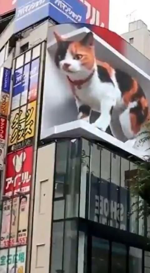 Gato 3d en Shinjuku