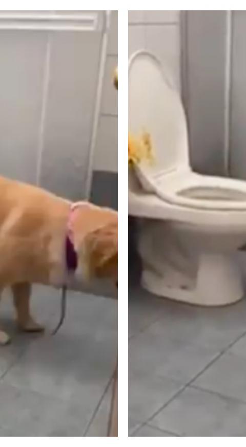 Tokio, perro viral que va al baño