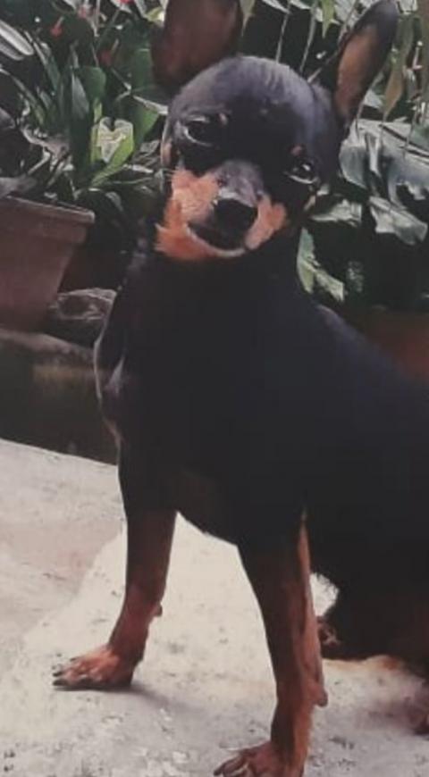 Judicializan a un hombre que habría envenenado a un perro en Medellín