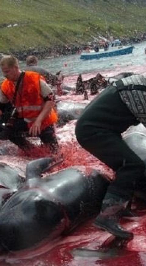 caza de delfines