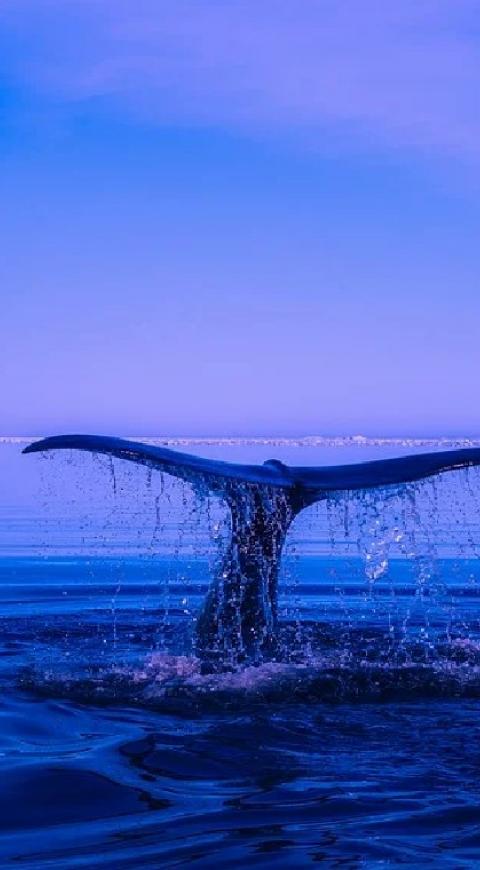 Ballena