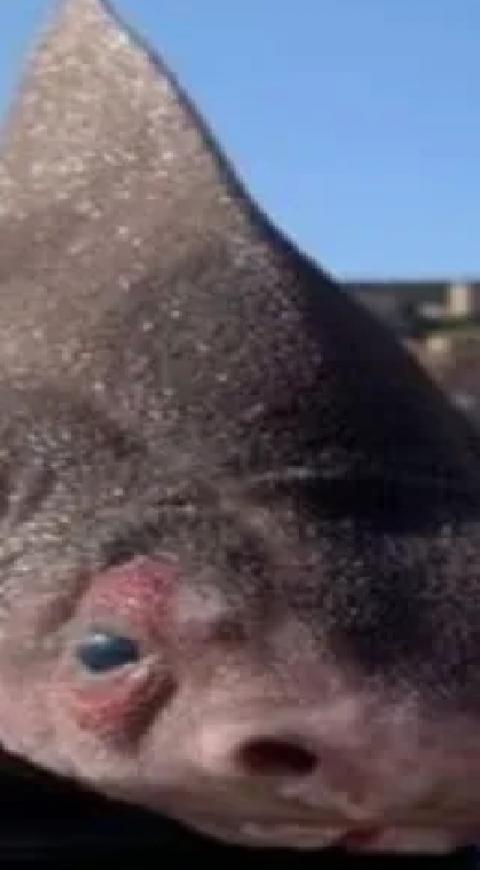 Tiburón cerdo