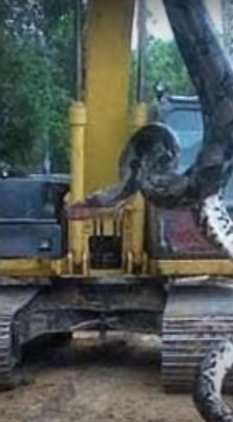 Anaconda gigante - Brasil