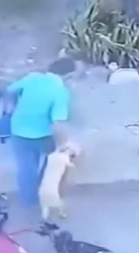 Hombre maltrata a un Perrito