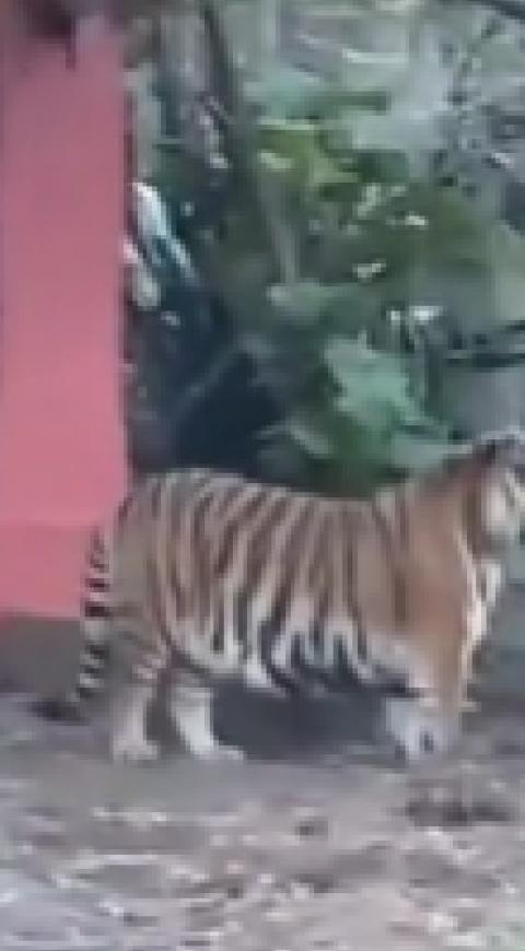 Tigre Bengala
