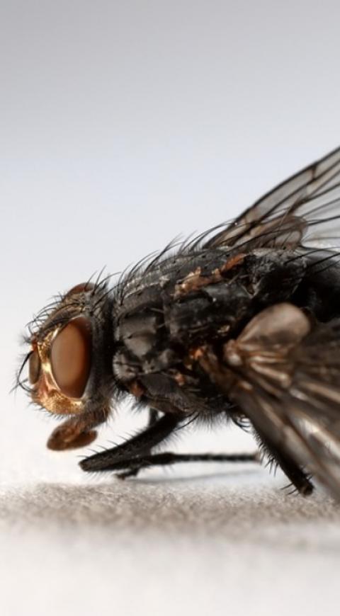 Mosca amenaza a aves al chupar su sangre