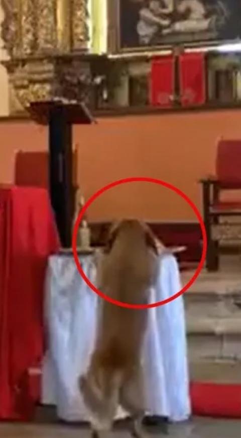 Perro se roba el pan de una misa Perro se roba el pan de una misa