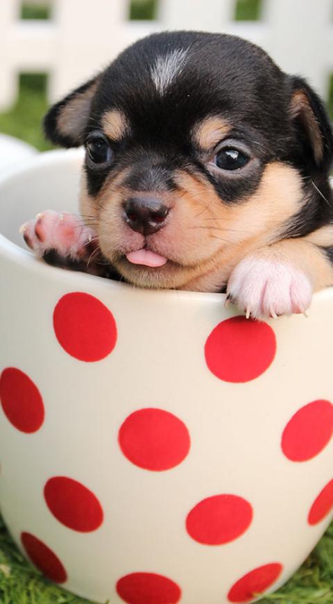 Cachorro