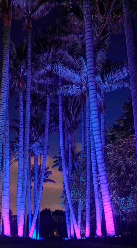 Jardín Botánico en la noche